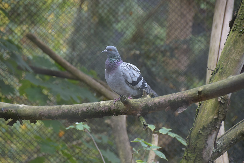 Gołąb HATO w warszawskim ZOO